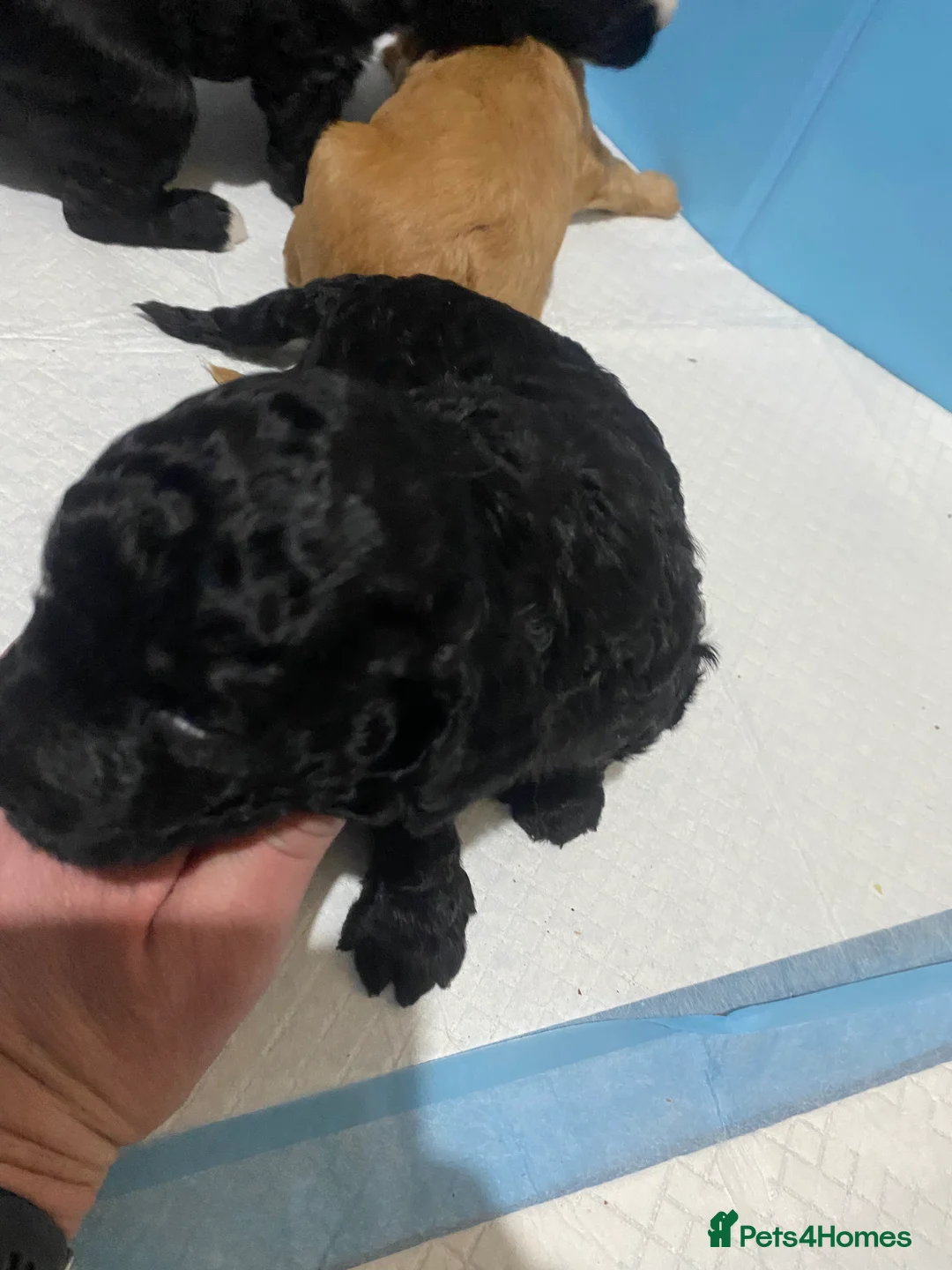 Cockapoo dogs for sale: 5 beautiful cockapoo puppies  - Advert 19