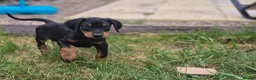 Dobermann dogs for sale: ⭐️⭐️⭐️⭐️⭐️ KC Reg Euro Dobermann male available.  - Advert 8