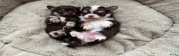 Chihuahua dogs for sale: READY 24th 🤎 Outstanding Chocolate Puppies 🧸🐻🤎 - Advert 4