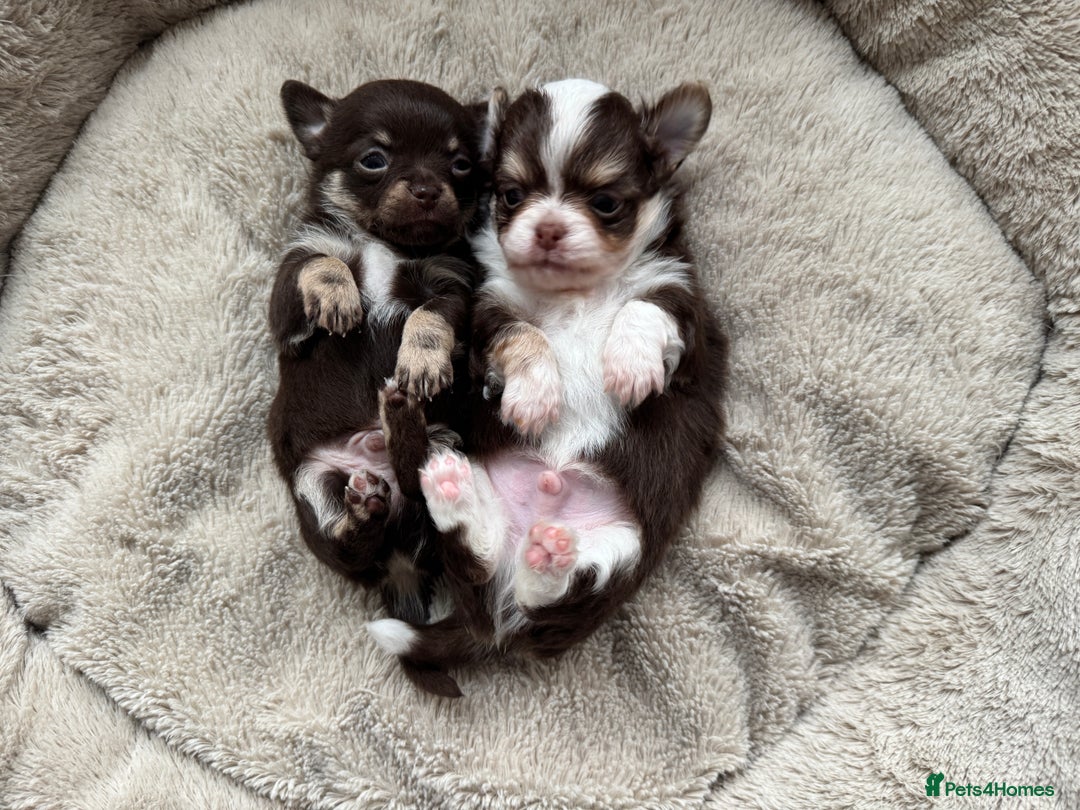 Chihuahua dogs for sale: READY 24th 🤎 Outstanding Chocolate Puppies 🧸🐻🤎 - Advert 4
