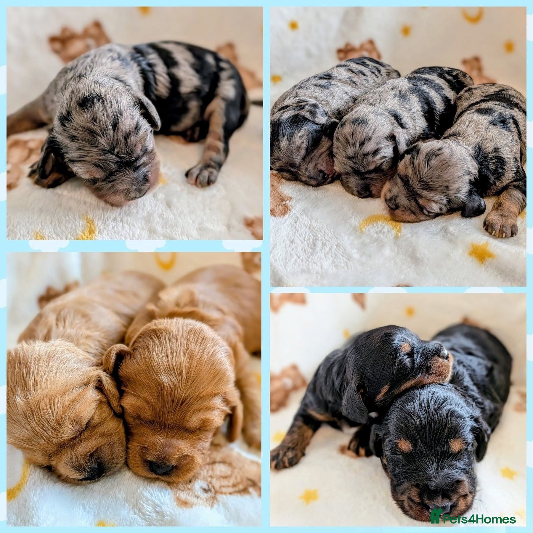 Cavapoo dogs Girls and Boys available! - Merle Cavapoo's - Advert 1