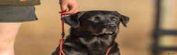 Labrador Retriever dogs for stud: KC registered Fully Health Tested Stud - Advert 5