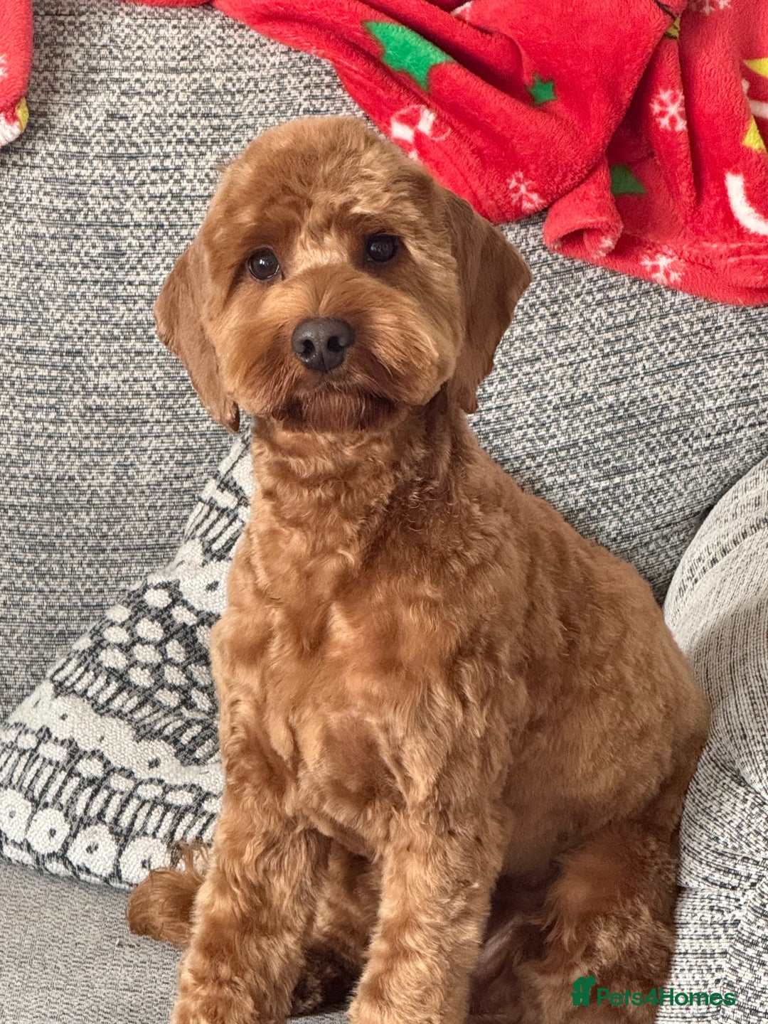 Cockapoo dogs for stud: 1 year old cockapoo for stud - Image 7