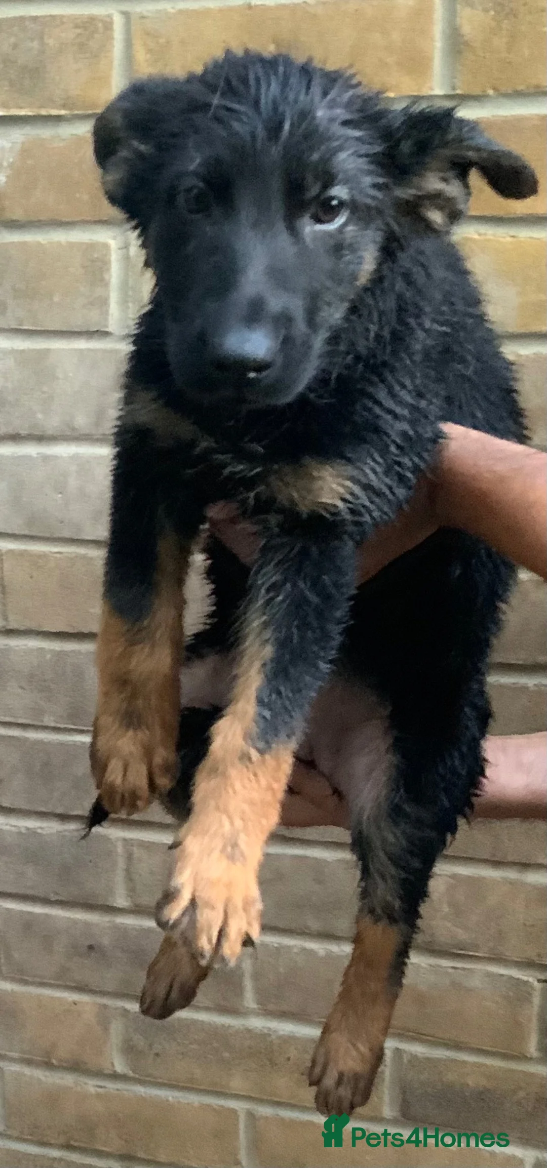 German Shepherd dogs for sale: German shepherd  in Slough - Advert 5