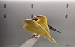 Canaries birds for sale: Irish fancy canarys  - Image 4