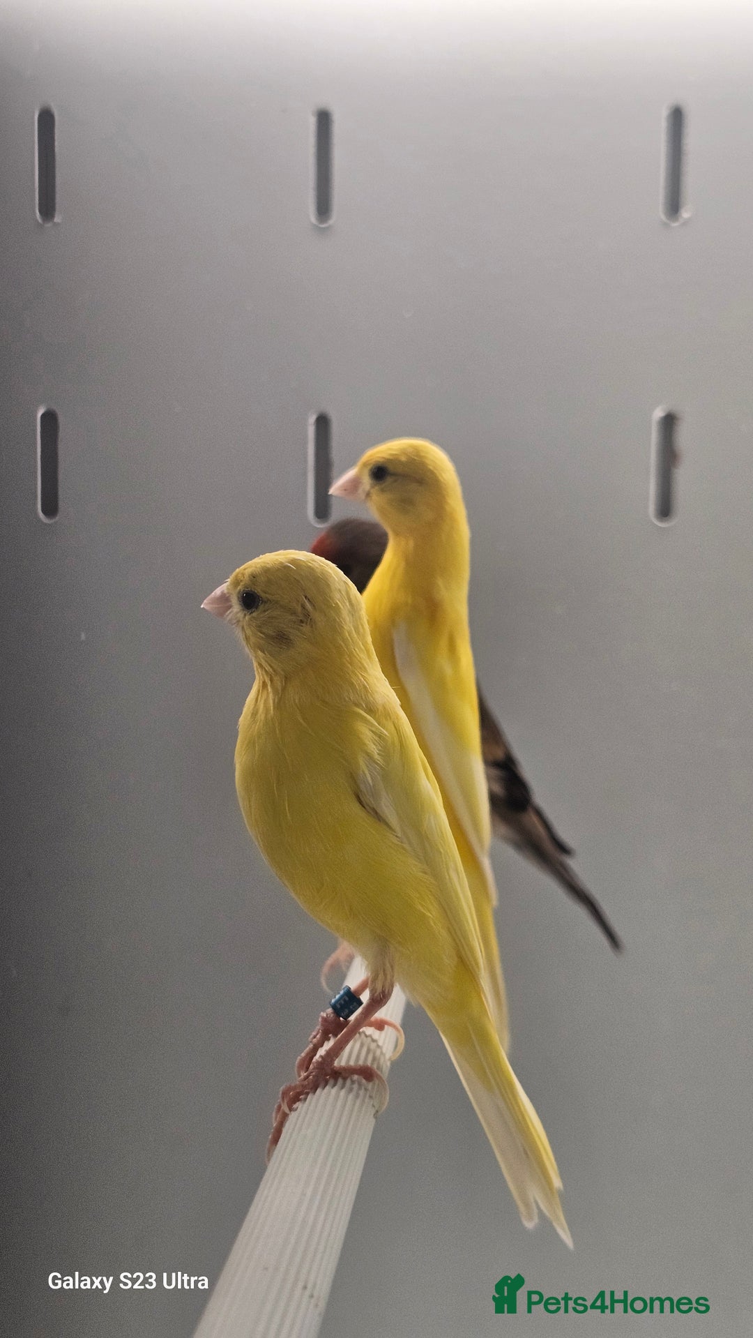Canaries birds for sale: Irish fancy canarys  - Image 4