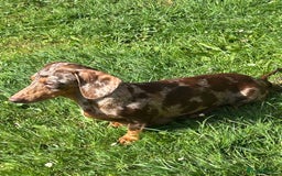 Dachshund dogs for sale: Miniature dachshund  - Image 23