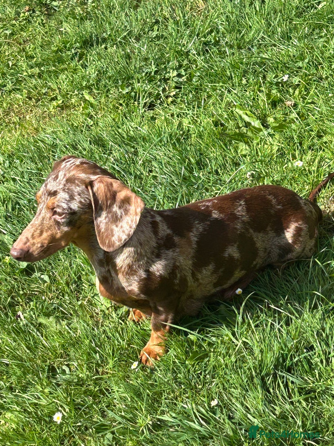 Dachshund dogs for sale: Miniature dachshund  - Image 23