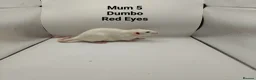 Rat rodents for sale: July Rats Are Here! - Advert 4
