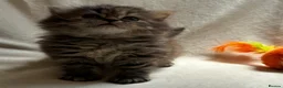 Persian cats for sale:     Stunning Pure Persian Kittens – Ready Soon in Northampton - Advert 1