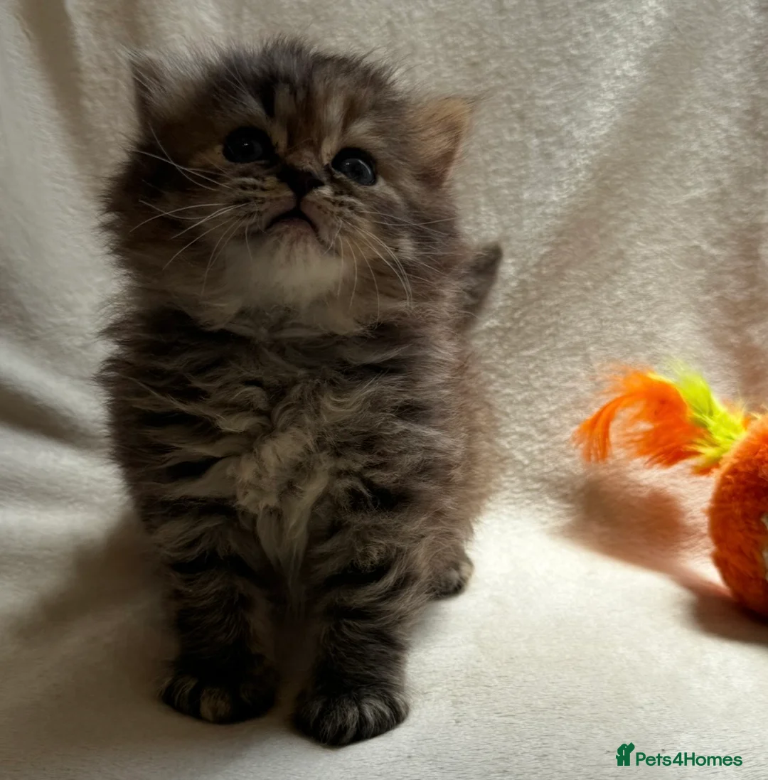 Persian cats for sale:     Stunning Pure Persian Kittens – Ready Soon in Northampton - Advert 1