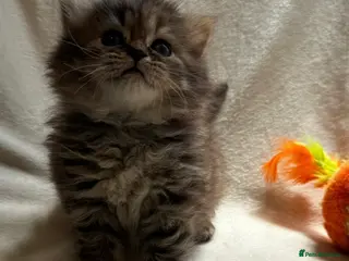 Persian cats Stunning Pure Persian Kittens – Ready Soon - Advert 18