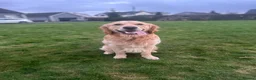 Golden Retriever dogs for stud: KC Golden Retriever Stud, 2 years old. - Advert 1