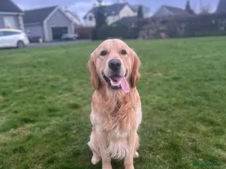 Golden Retriever dogs KC Golden Retriever Stud, 2 years old. - Advert 18