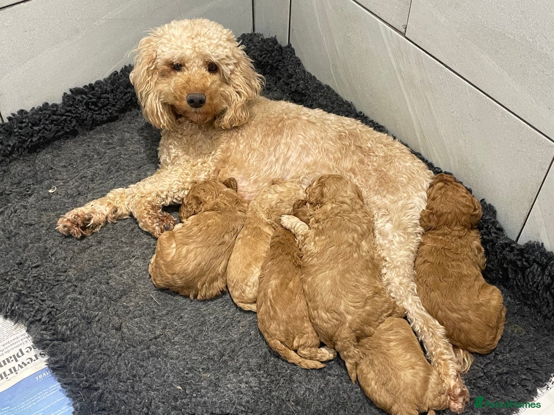 Cockapoo dogs for sale: F2b COCKAPOO PUPPIES - Advert 9