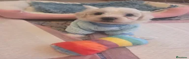 Maltese 2