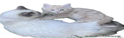 Mixed Breed cats for sale: Ragdoll cross mixed breed stunning kittens  - Advert 7