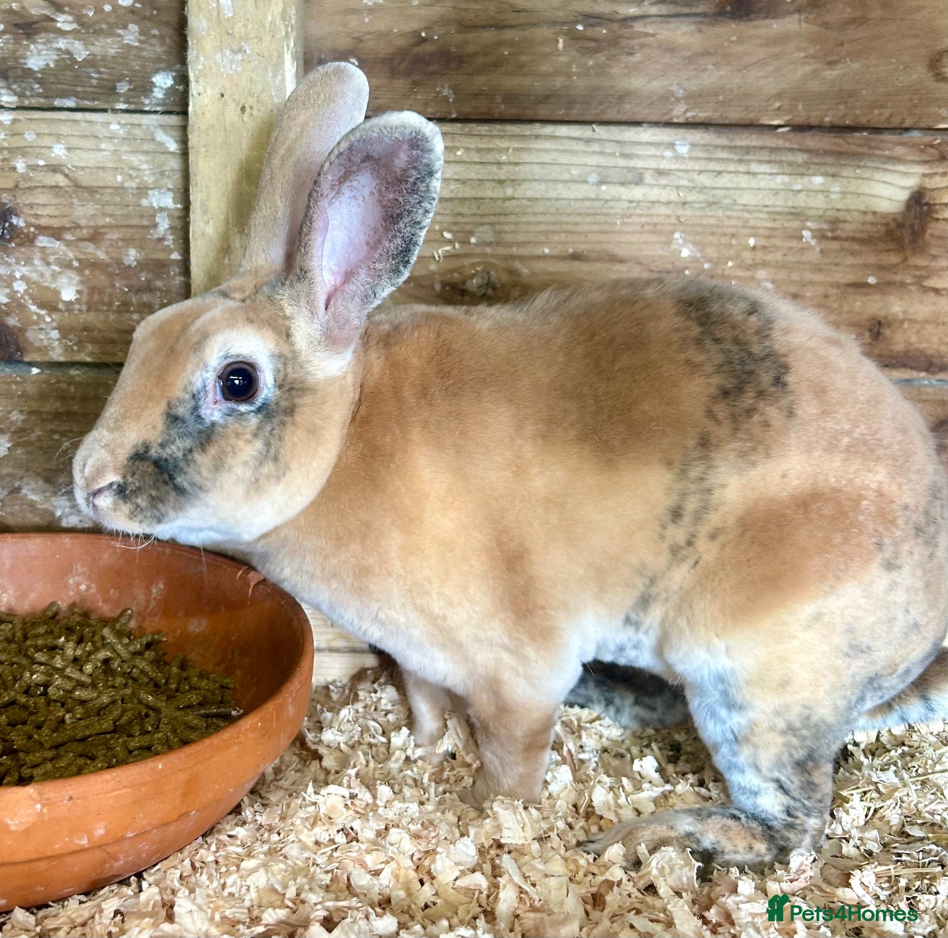 Rex rabbits Beautiful Pure Mini Rex Buck - Advert 8