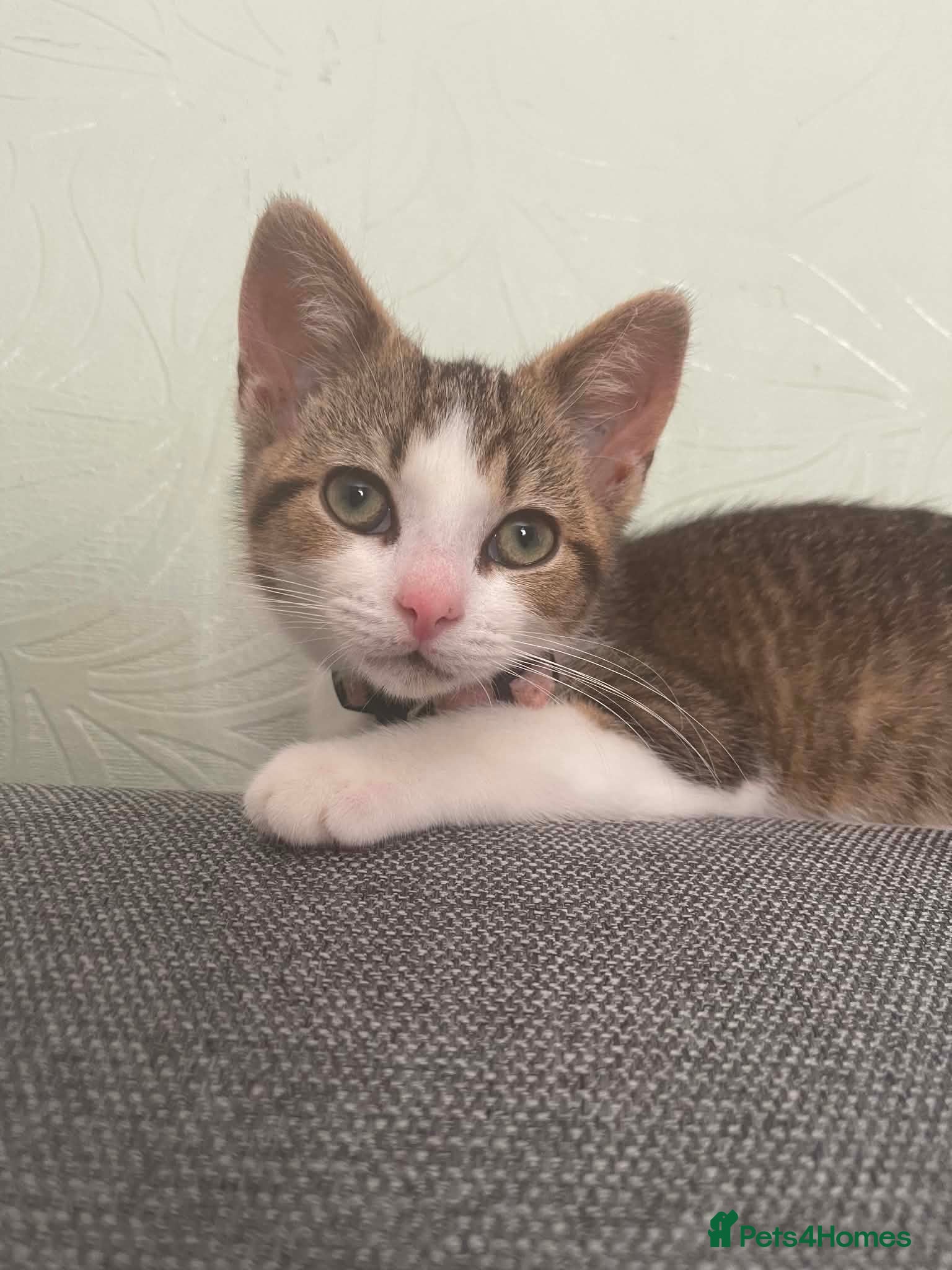 British Shorthair cats Female kitten for sale  - Advert 2