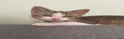 British Shorthair cats for sale: Female kitten for sale  in Liverpool - Advert 1