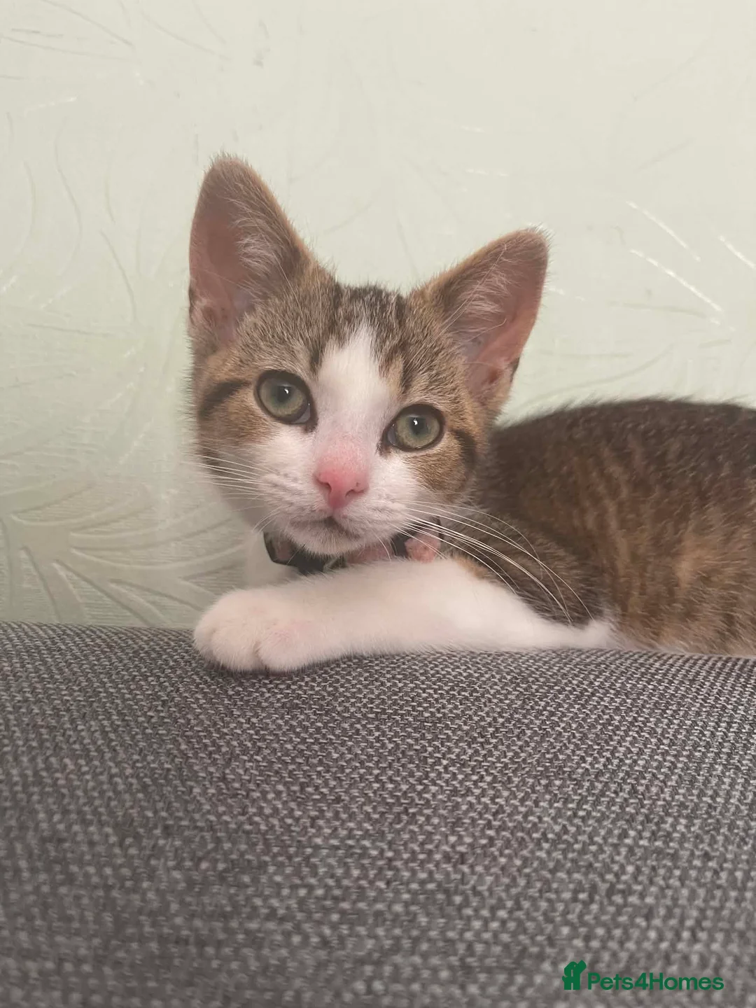 British Shorthair cats for sale: Female kitten for sale  in Liverpool - Advert 1