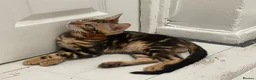 Bengal cats for sale: Bengal kittens  - Advert 4