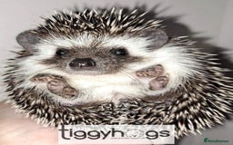 Pygmy Hedgehog rodents for sale: Hoglets available  - Image 5
