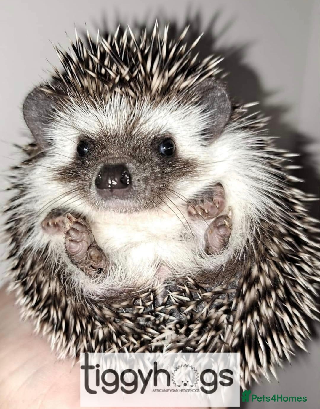 Pygmy Hedgehog rodents for sale: Hoglets available  - Image 5