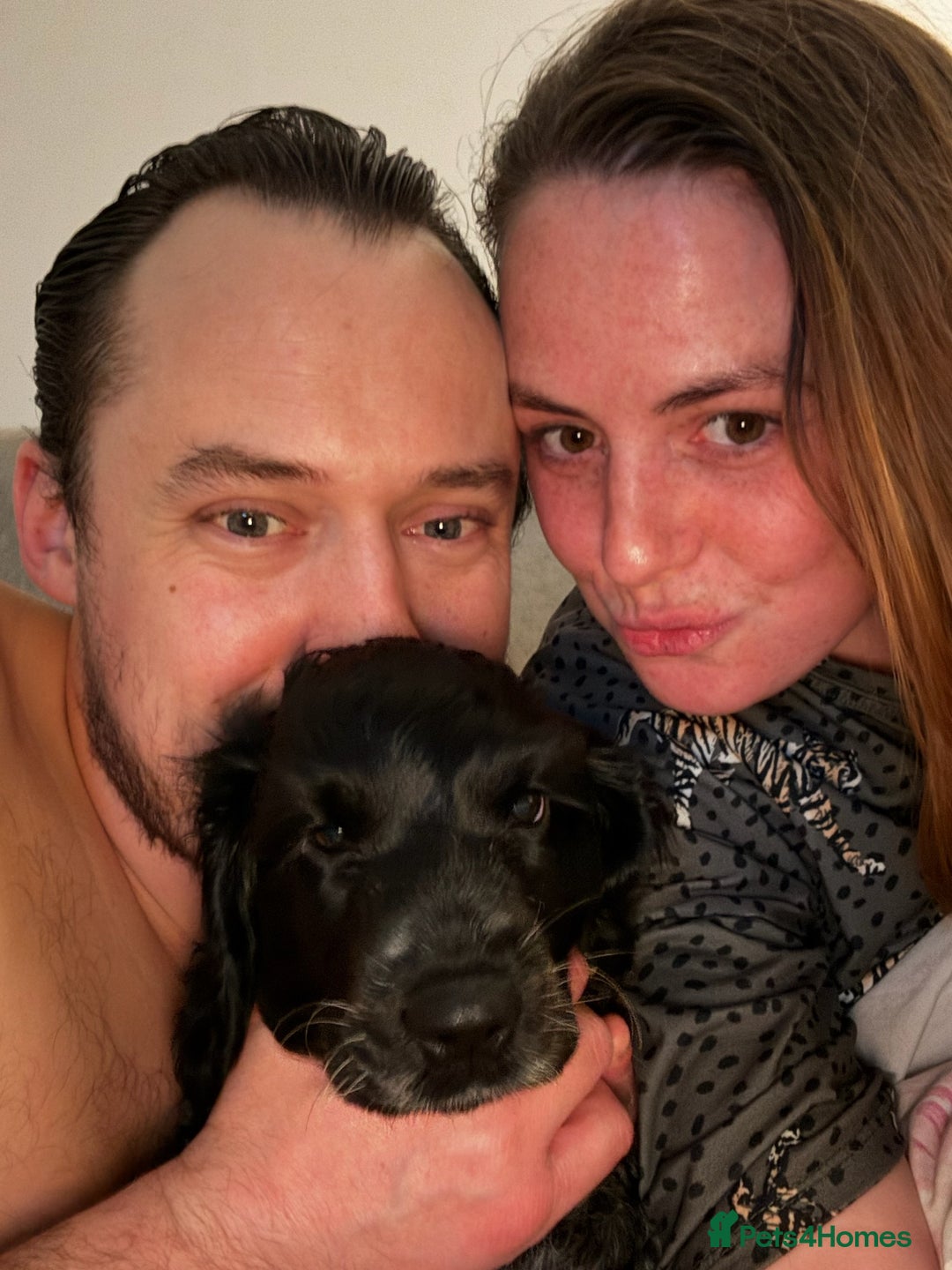 Cocker Spaniel dogs for sale: Poppy The Pedigree, KC REG, Show Cocker Spaniel - Advert 11