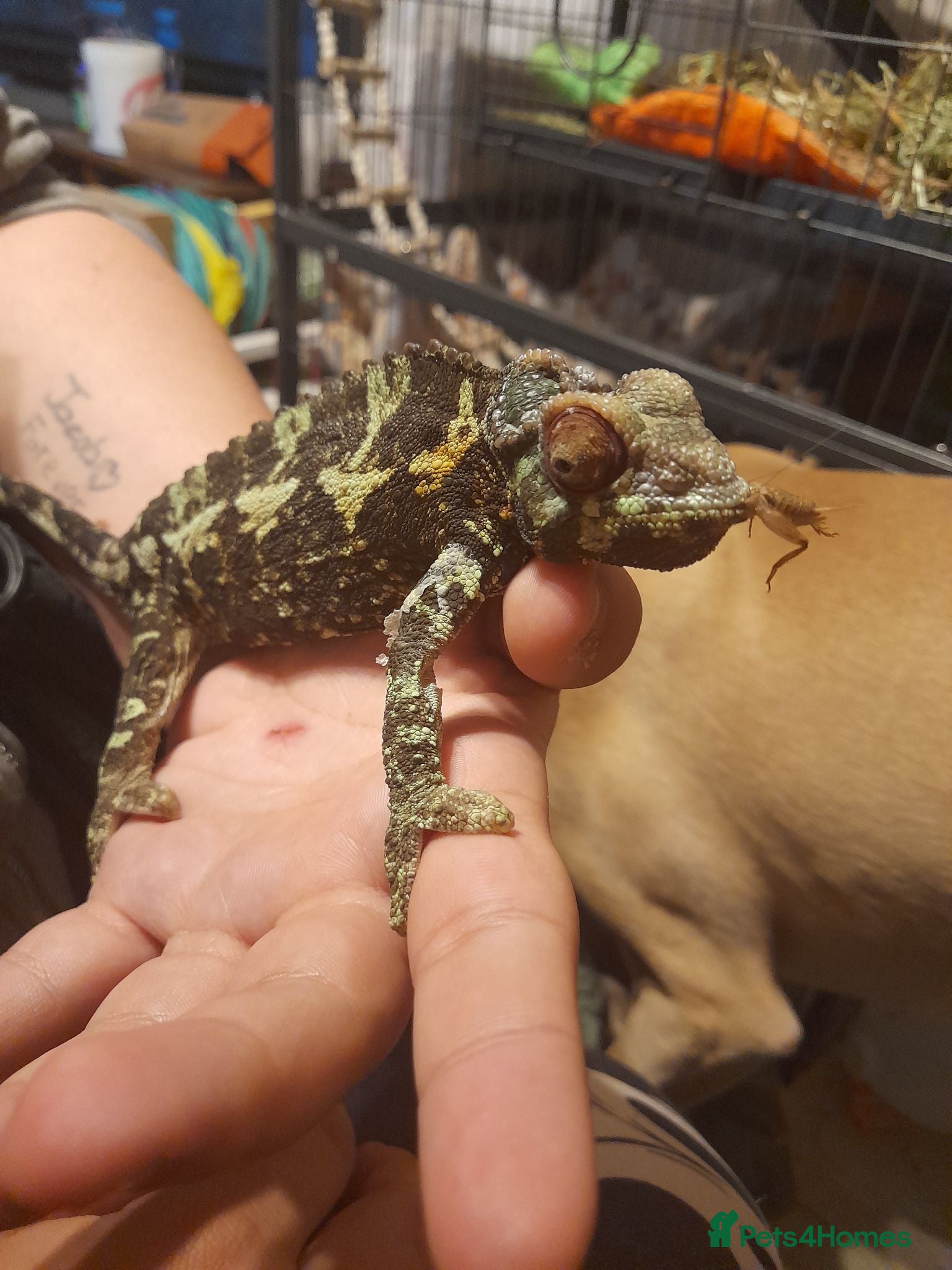 Chameleon reptiles Chameleon for sale  - Advert 1