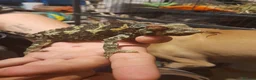Chameleon reptiles for sale: Chameleon for sale  - Advert 1