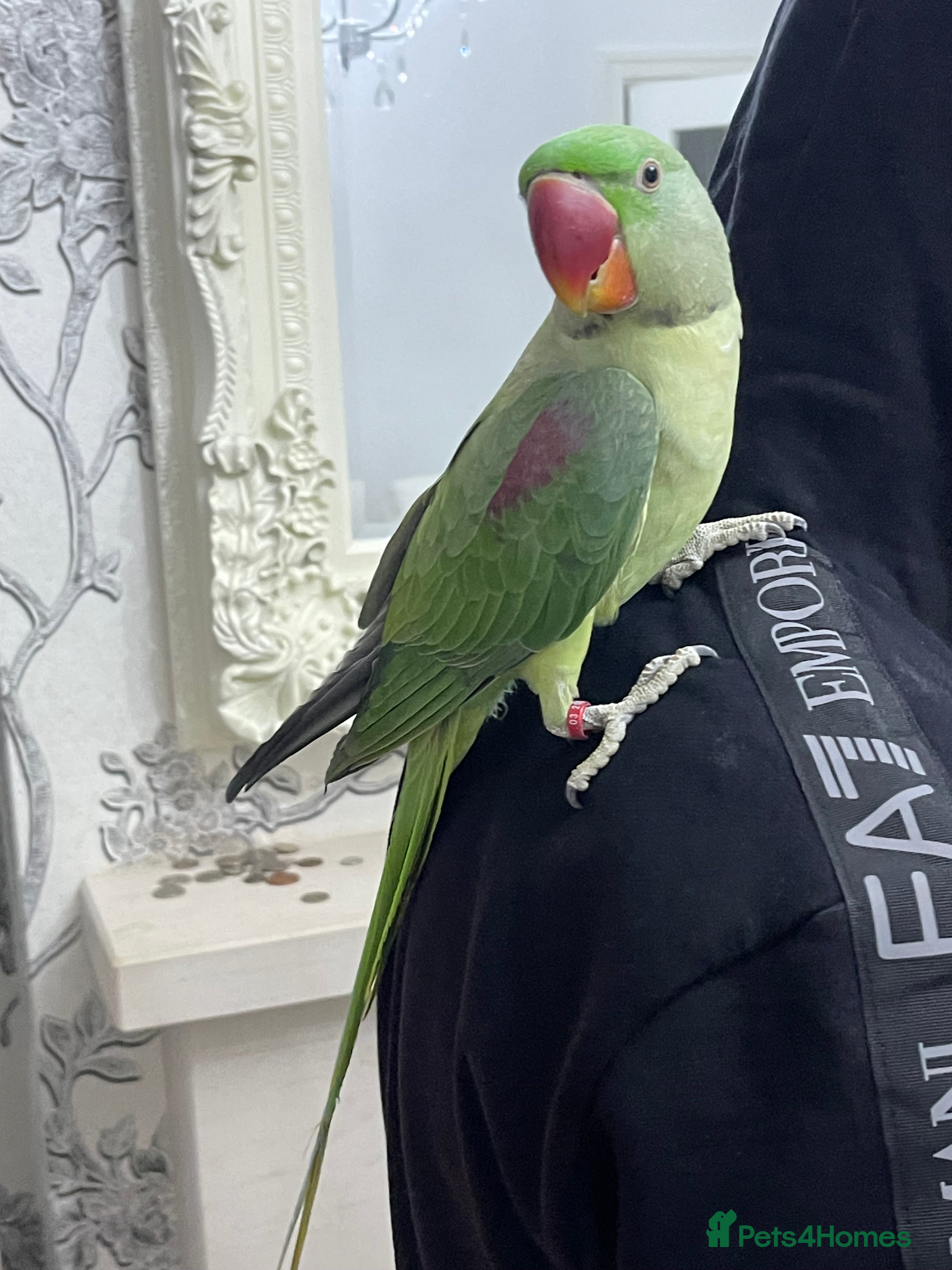 Parakeets birds Parakeet Alexandra parrot talks - Advert 4