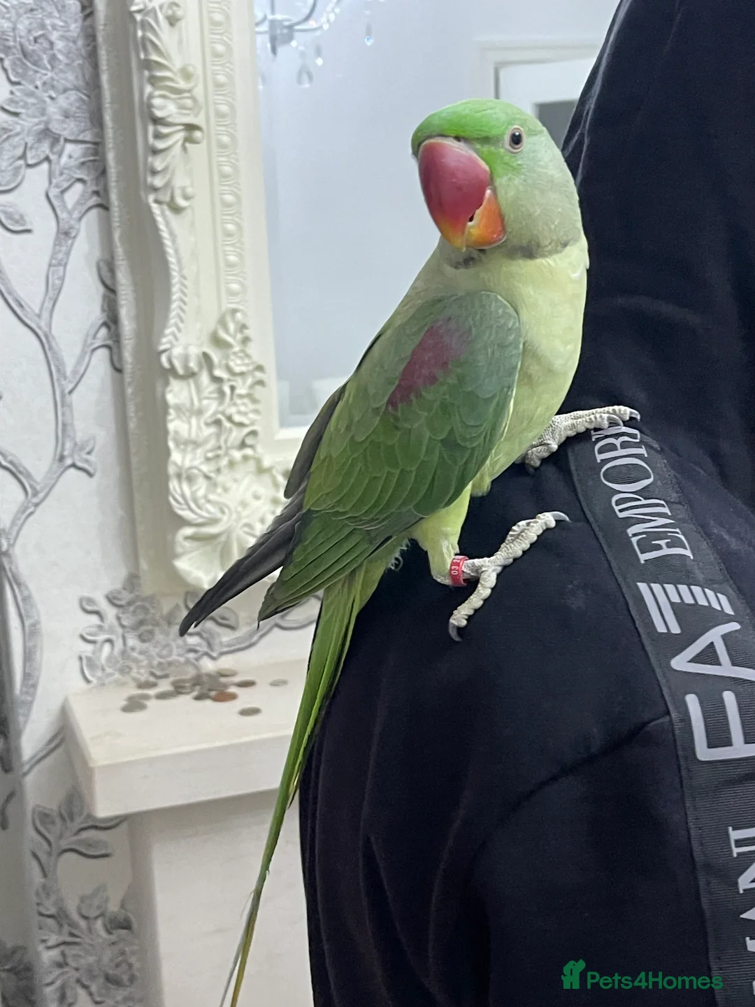 Parakeets birds for sale: Parakeet Alexandra parrot talks - Advert 1