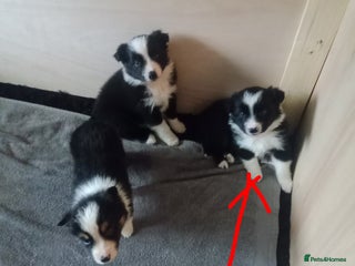 Border Collie dogs Border Collie pups - Advert 14