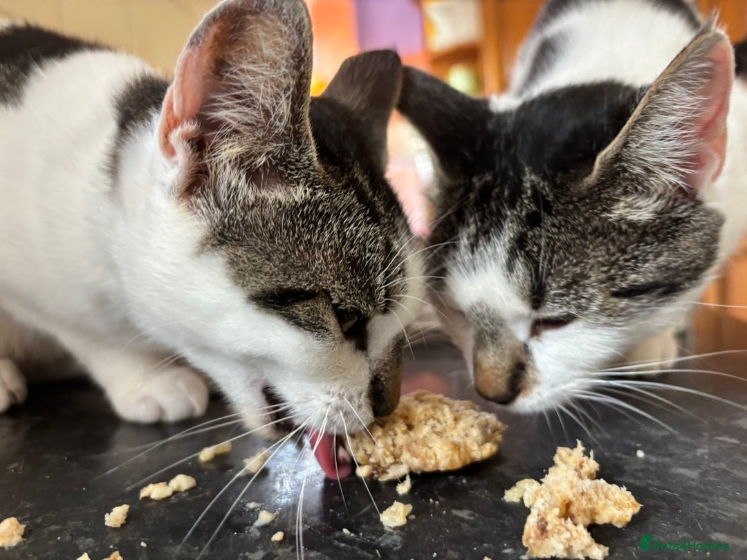 British Shorthair cats for sale: Sister cats need rehoming asap  - Image 2