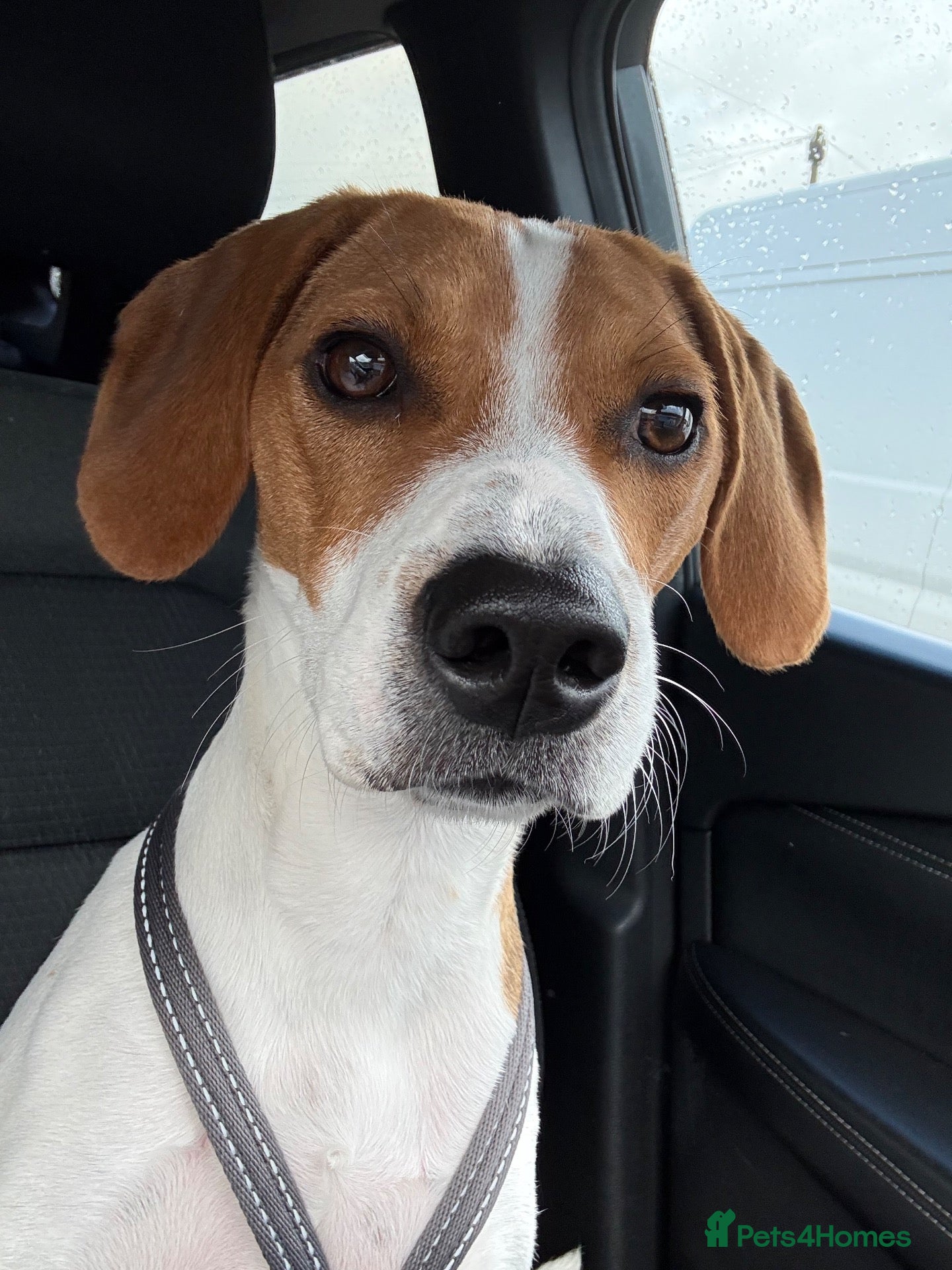 Mixed Breed dogs Rocky - Male Beagle - Advert 8