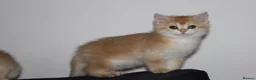 British Shorthair cats for sale: TICA pedigree pure breed golden kittens - Advert 16