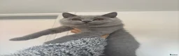 British Shorthair cats for sale: Champion Line MALE British Shorthair🏆 - Advert 2
