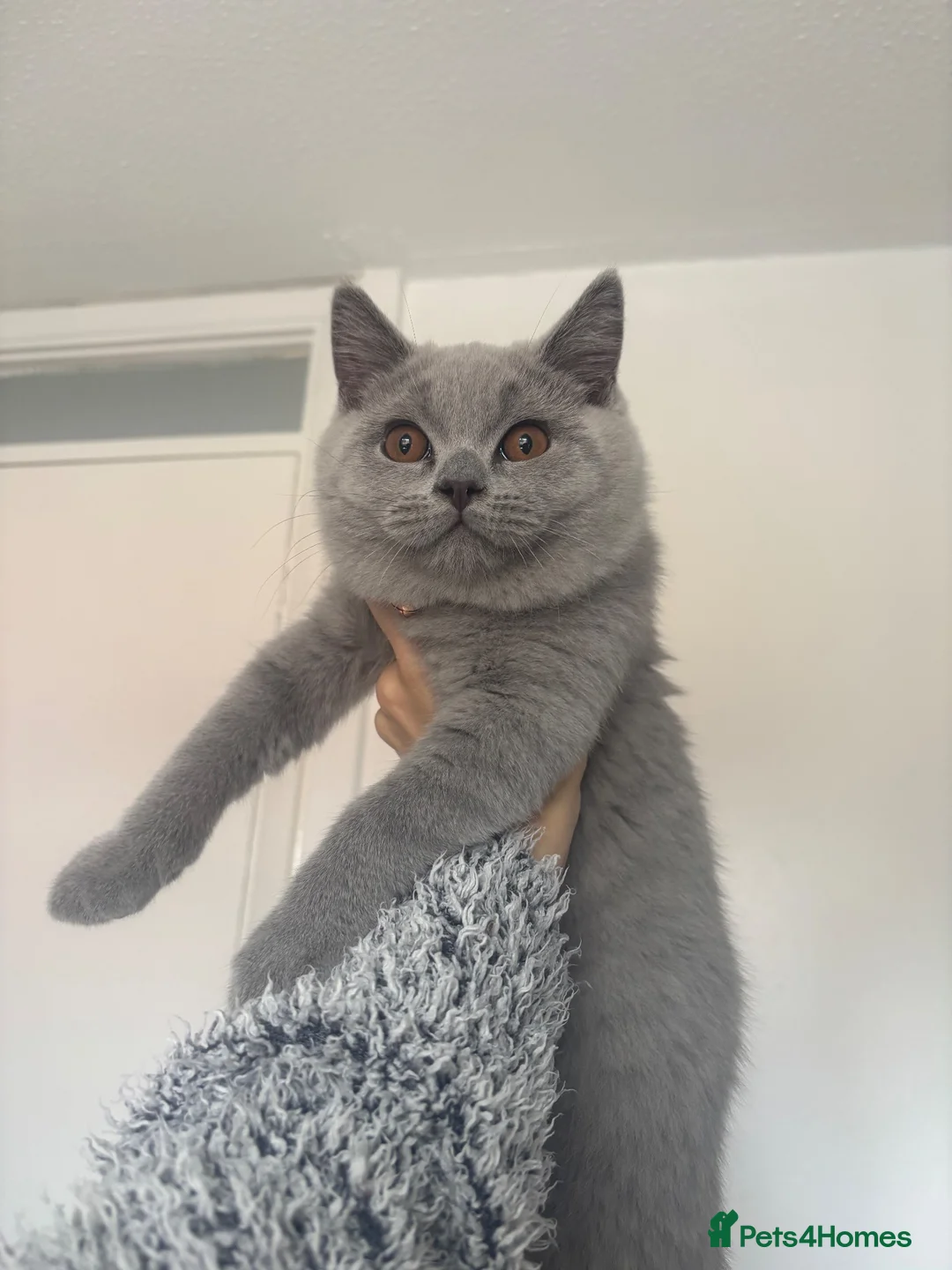 British Shorthair cats for sale: Champion Line MALE British Shorthair🏆 - Advert 2
