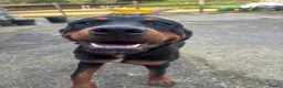 Rottweiler dogs for sale: 5 month old bitch  - Advert 4