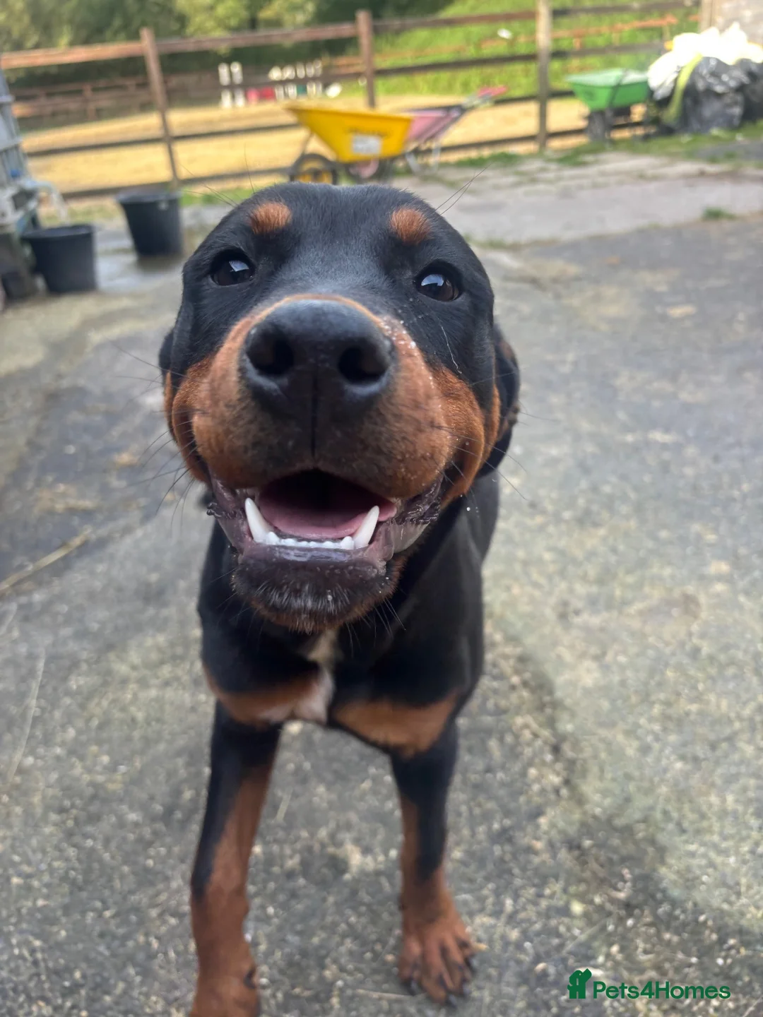 Rottweiler dogs for sale: 5 month old bitch  - Advert 4