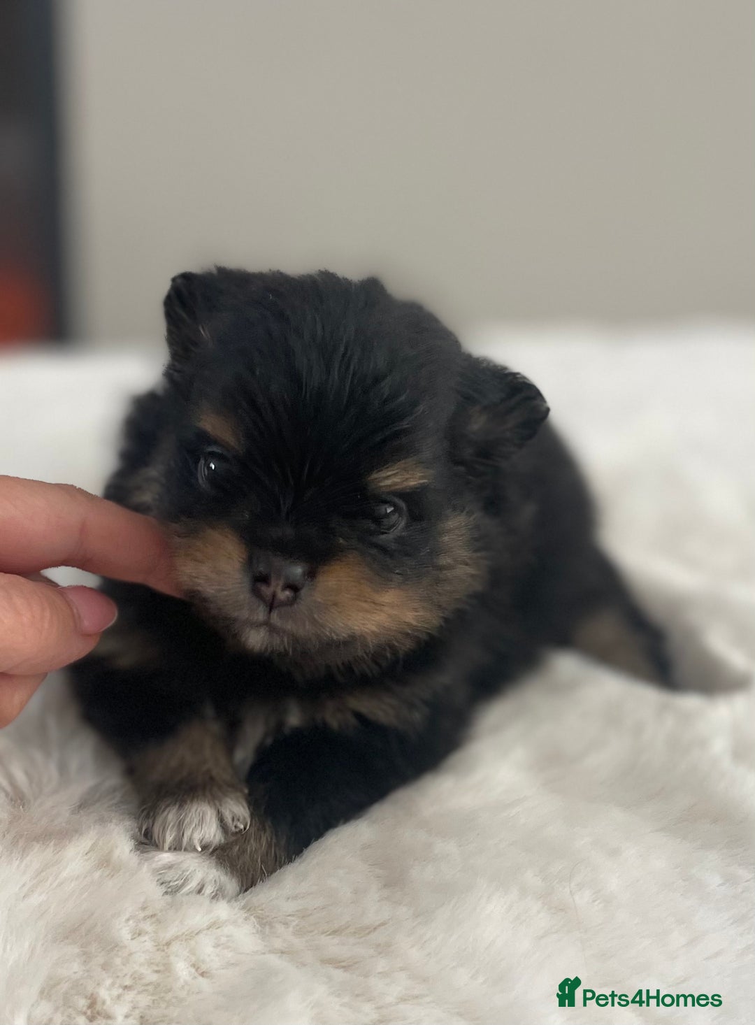 Pomeranian dogs for sale: Pomeranian puppy’s Blk&Tan Choc&Tan 🖤🧡🤎 - Image 2