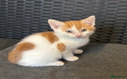 Mixed Breed cats for sale: Selling 3 kittens - Image 4