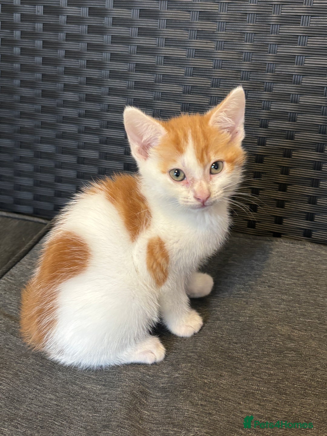 Mixed Breed cats for sale: Selling 3 kittens - Image 4