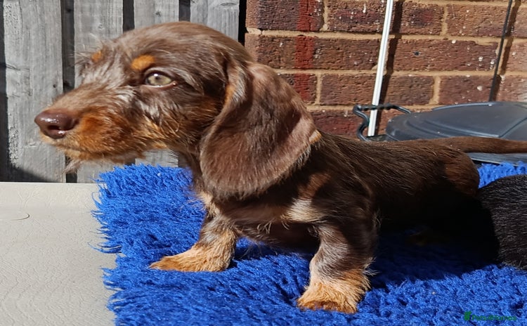 Miniature Dachshund dogs - Advert 6