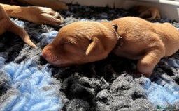Labrador Retriever dogs for sale: Fox Red Labrador Pups, Health tested parents - Image 14