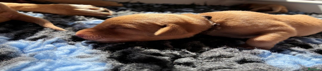 Labrador Retriever Puppy 3