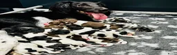 English Springer Spaniel dogs for sale: KC Registered English Springer Spaniel Puppies - Advert 9
