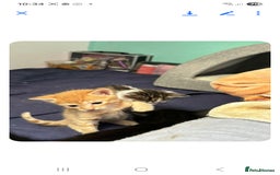 Mixed Breed cats for sale: 2 boys and 2 girls calico cats  - Image 12