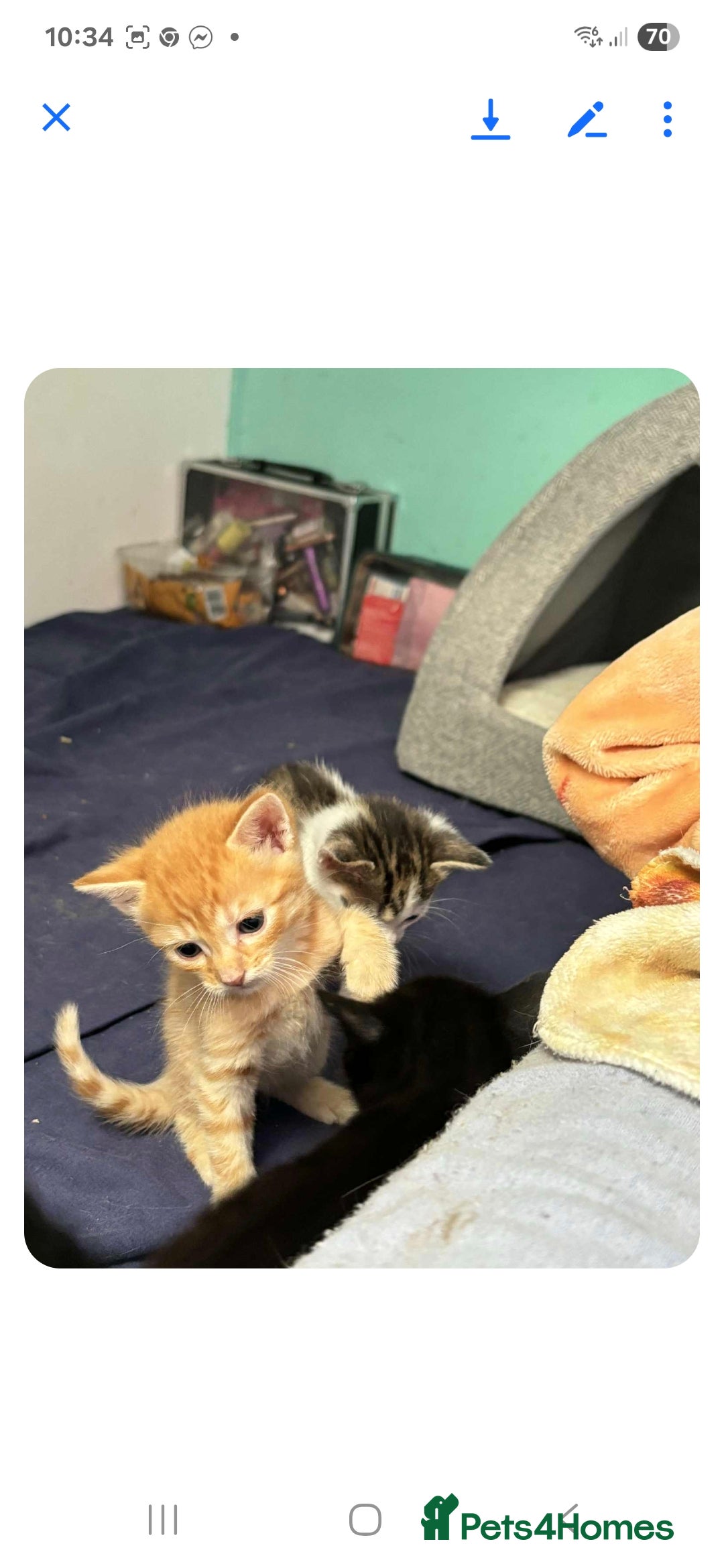 Mixed Breed cats for sale: 2 boys and 2 girls calico cats  - Image 12